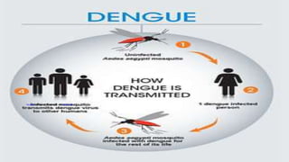 Dengue PPT by Dr Afia.pptx