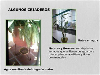 ALGUNOS CRIADEROS
Agua resultante del riego de matas
Matas en agua
Materas y floreros: son depósitos
variados que se llenan de agua para
colocar plantas acuáticas y flores
ornamentales.
 