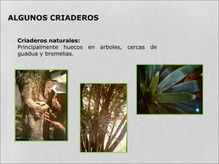 ALGUNOS CRIADEROS
Criaderos naturales:
Principalmente huecos en arboles, cercas de
guadua y bromelias.
 