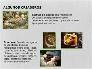 Tinajas de Barro: son recipientes
utilizados principalmente como
ornamento en jardines o para almacenar
agua para consumo.
Diversos: En esta categoría
se clasifican diversos
recipientes entre ellos latas,
baterías sanitarias, plásticos,
platos recolectores de agua
de materas, vasijas, sifones,
tejas, chatarra, botellas,
sótanos inundados etc.
ALGUNOS CRIADEROS
 