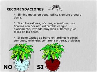 * Elimine matas en agua, utilice siempre arena o
tierra.
* Si en los salones, oficinas, corredores, usa
floreros con flor natural cambie el agua
diariamente, lavando muy bien el florero y los
tallos de las flores.
* Si tiene vasijas de barro en jardines o zonas
comunes, rellénelas con arena o tierra, o piedras
RECOMENDACIONES
SINO
 