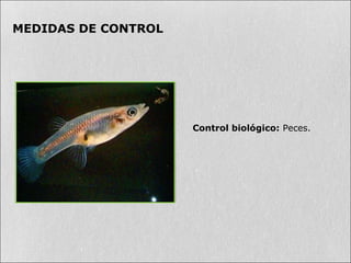 MEDIDAS DE CONTROL
Control biológico: Peces.
 