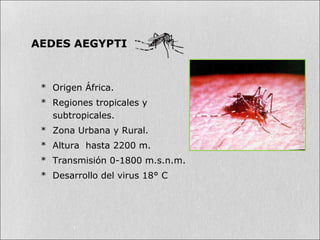 * Origen África.
* Regiones tropicales y
subtropicales.
* Zona Urbana y Rural.
* Altura hasta 2200 m.
* Transmisión 0-1800 m.s.n.m.
* Desarrollo del virus 18° C
AEDES AEGYPTI
 
