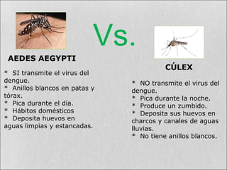 * NO transmite el virus del
dengue.
* Pica durante la noche.
* Produce un zumbido.
* Deposita sus huevos en
charcos y canales de aguas
lluvias.
* No tiene anillos blancos.
* SI transmite el virus del
dengue.
* Anillos blancos en patas y
tórax.
* Pica durante el día.
* Hábitos domésticos
* Deposita huevos en
aguas limpias y estancadas.
Vs.
AEDES AEGYPTI
CÚLEX
 