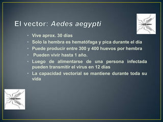 El mosquito se alimenta /El mosquito se realimenta /adquiere el virustransmite el virusPeríodo deincubaciónintrínsecaPeríodo de incubación extrínsecaViremiaViremia0581216202428DíasEnfermedadEnfermedadHumano 1Humano 2Transmisión del virus del denguepor Aedesaegypti