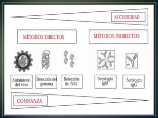  Síndrome de choque por denguePresentación clínicaDengue clásico: Periodo de incubación 7 a 10 días	Fiebre de mas de 3 o 4 días de duraciónDolores musculares y articulares intensosDolor retro orbitarioExantema cutáneoDengue hemorrágico o Fiebre hemorrágica por Dengue (FHD)Se agregan manifestaciones hemorrágicas que puede tener consecuencias letales