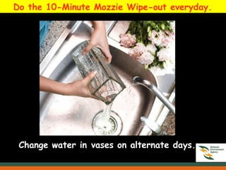 Do the 10-Minute Mozzie Wipe-out everyday.
Change water in vases on alternate days.
 