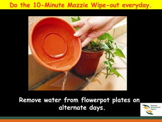 Do the 10-Minute Mozzie Wipe-out everyday.
Remove water from flowerpot plates on
alternate days.
 