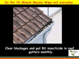 Do the 10-Minute Mozzie Wipe-out everyday.
Clear blockages and put Bti insecticide in roof
gutters monthly.
 