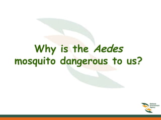 Why is the Aedes
mosquito dangerous to us?
 