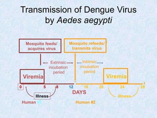 Transmission of Dengue Virus
by Aedes aegypti
Viremia Viremia
Extrinsic
incubation
period
DAYS
0 5 8 12 16 20 24 28
Human #1 Human #2
Illness
Mosquito feeds/ /
acquires virus
Mosquito refeeds/ /
transmits virus
Intrinsic
incubation
period
Illness
 