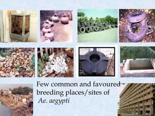 Few common and favoured
breeding places/sites of
Ae. aegypti
 