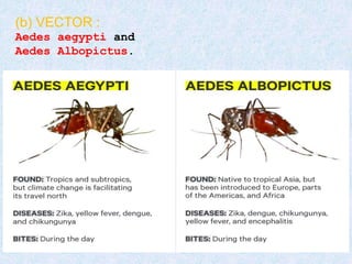(b) VECTOR :
Aedes aegypti and
Aedes Albopictus.
 