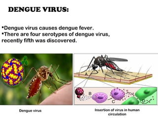 DENGUE VIRUS:
Dengue virus causes dengue fever.
There are four serotypes of dengue virus,
recently fifth was discovered.
Dengue virus Insertion of virus in human
circulation
 