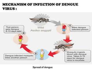 MECHANISM OF INFECTION OF DENGUE
VIRUS :
Spread of dengue
 