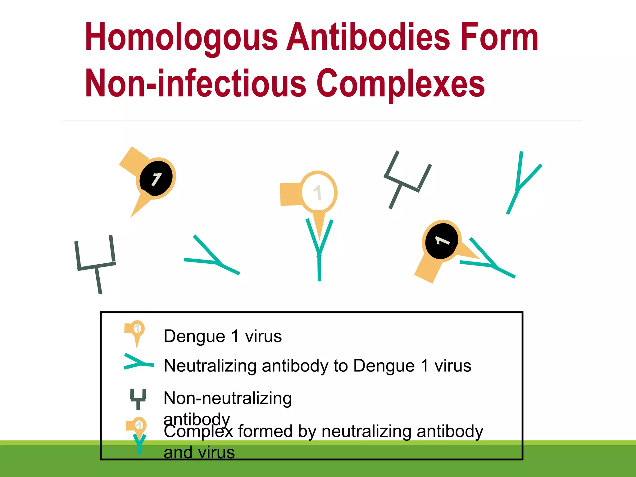 Neutralizing antibody to Dengue 1 virus
Dengue 1 virus
Homologous Antibodies Form
Non-infectious Complexes
Non-neutralizing
antibody
Complex formed by neutralizing antibody
and virus
 