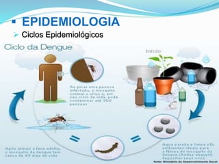  EPIDEMIOLOGIA
 Ciclos Epidemiológicos
 