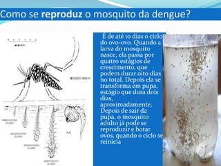 Como se reproduz o mosquito da dengue?
É de até 10 dias o ciclo
do ovo-ovo. Quando a
larva do mosquito
nasce, ela passa por
quatro estágios de
crescimento, que
podem durar oito dias
no total. Depois ela se
transforma em pupa,
estágio que dura dois
dias,
aproximadamente.
Depois de sair da
pupa, o mosquito
adulto já pode se
reproduzir e botar
ovos, quando o ciclo se
reinicia.
 