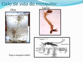 Ciclo de vida do mosquito:
Ovo
Larva
Pupa e mosquito adulto
 