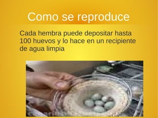 Como se reproduce
Cada hembra puede depositar hasta
100 huevos y lo hace en un recipiente
de agua limpia
 
