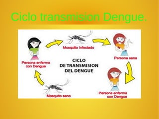 Ciclo transmision Dengue.
 