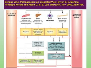 Dengue Virus Pathogenesis: an Integrated View. Byron E. E. Martina,
Penelope Koraka and Albert D. M. E. Clin. Microbiol. Rev. 2009, 22(4):564.
 