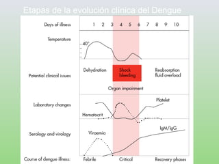 Etapas de la evolución clínica del Dengue
 