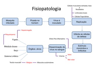 Fisiopatologia
Estímulo
monócitos e
linfócitos
Órgãos- alvos
Mosquito
infectado
Picada no
homem
Vírus é
inoculado Replicação
Infecta as células
de defesa
Disseminação do
vírus no sangue
Células Fagocitárias
Fígado
Baço
Sistema Linfático
Efeito Pós-Inflamatório
Viremia
febre
Mal- estar
Medula óssea
Plaquetopenia
Hepatomegalia
Tecido muscular Mialgias Músculos oculomotores
Células musculares estriadas, lisas
e
fibroblastos
Linfonodos locais
 