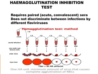 HAEMAGGLUTINATION INHIBITION
TEST
152
Requires paired (acute, convalescent) sera
Does not discriminate between infections by
different flaviviruses
 