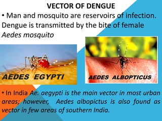 VECTOR OF DENGUE
• Man and mosquito are reservoirs of infection.
Dengue is transmitted by the bite of female
Aedes mosquito
• In India Ae. aegypti is the main vector in most urban
areas; however, Aedes albopictus is also found as
vector in few areas of southern India.
AEDES EGYPTI AEDES ALBOPTICUS
 