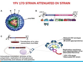 YFV 17D STRAIN ATTENUATED DV STRAIN
235
 