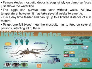 25
• Female Aedes mosquito deposits eggs singly on damp surfaces
just above the water line
• The eggs can survive one year without water. At low
temperature, however, it may take several weeks to emerge.
• It is a day time feeder and can fly up to a limited distance of 400
meters.
• To get one full blood meal the mosquito has to feed on several
persons, infecting all of them.
 