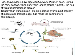 . Ae. aegypti has an average adult survival of fifteen days. During
the rainy season, when survival is longer(around 1month), the risk
of virus transmission is greater.
Transovarian transmission (infection carried over to next progeny
of mosquitoes through eggs) has made the control more
complicated.
 