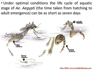• Under optimal conditions the life cycle of aquatic
stage of Ae. Aegypti (the time taken from hatching to
adult emergence) can be as short as seven days
 