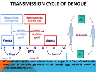TRANSMISSION CYCLE OF DENGUE
##There is evidence that vertical transmission of dengue virus from infected female
mosquitoes to the next generation occurs through eggs, which is known as
transovarian transmission.
 