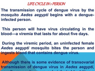 The transmission cycle of dengue virus by the
mosquito Aedes aegypti begins with a dengue-
infected person.
This person will have virus circulating in the
blood—a viremia that lasts for about five days.
During the viremic period, an uninfected female
Aedes aegypti mosquito bites the person and
ingests blood that contains dengue virus.
Although there is some evidence of transovarial
transmission of dengue virus in Aedes aegypti,
LIFECYCLEIN1 PERSON
 