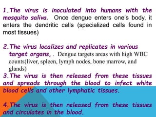 1.The virus is inoculated into humans with the
mosquito saliva. Once dengue enters one’s body, it
enters the dendritic cells (specialized cells found in
most tissues)
2.The virus localizes and replicates in various
target organs, . Dengue targets areas with high WBC
counts(liver, spleen, lymph nodes, bone marrow, and
glands)
3.The virus is then released from these tissues
and spreads through the blood to infect white
blood cells and other lymphatic tissues.
4.The virus is then released from these tissues
and circulates in the blood.
 