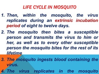 LIFE CYCLE IN MOSQUITO
1. Then, within the mosquito, the virus
replicates during an extrinsic incubation
period of eight to twelve days.
2. The mosquito then bites a susceptible
person and transmits the virus to him or
her, as well as to every other susceptible
person the mosquito bites for the rest of its
lifetime
3. The mosquito ingests blood containing the
virus.
4. The virus replicates in the mosquito
 