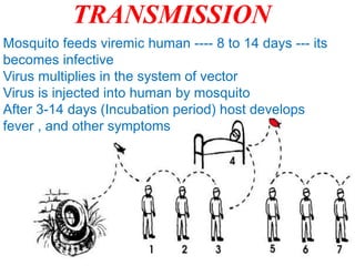 TRANSMISSION
Mosquito feeds viremic human ---- 8 to 14 days --- its
becomes infective
Virus multiplies in the system of vector
Virus is injected into human by mosquito
After 3-14 days (Incubation period) host develops
fever , and other symptoms
 