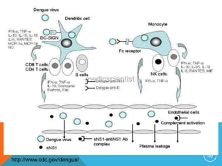 49
http://www.cdc.gov/dengue/
 