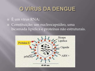    È um vírus RNA;
   Constituição: um nucleocapsídeo, uma
    bicamada lipídica e proteínas não estruturais.
 