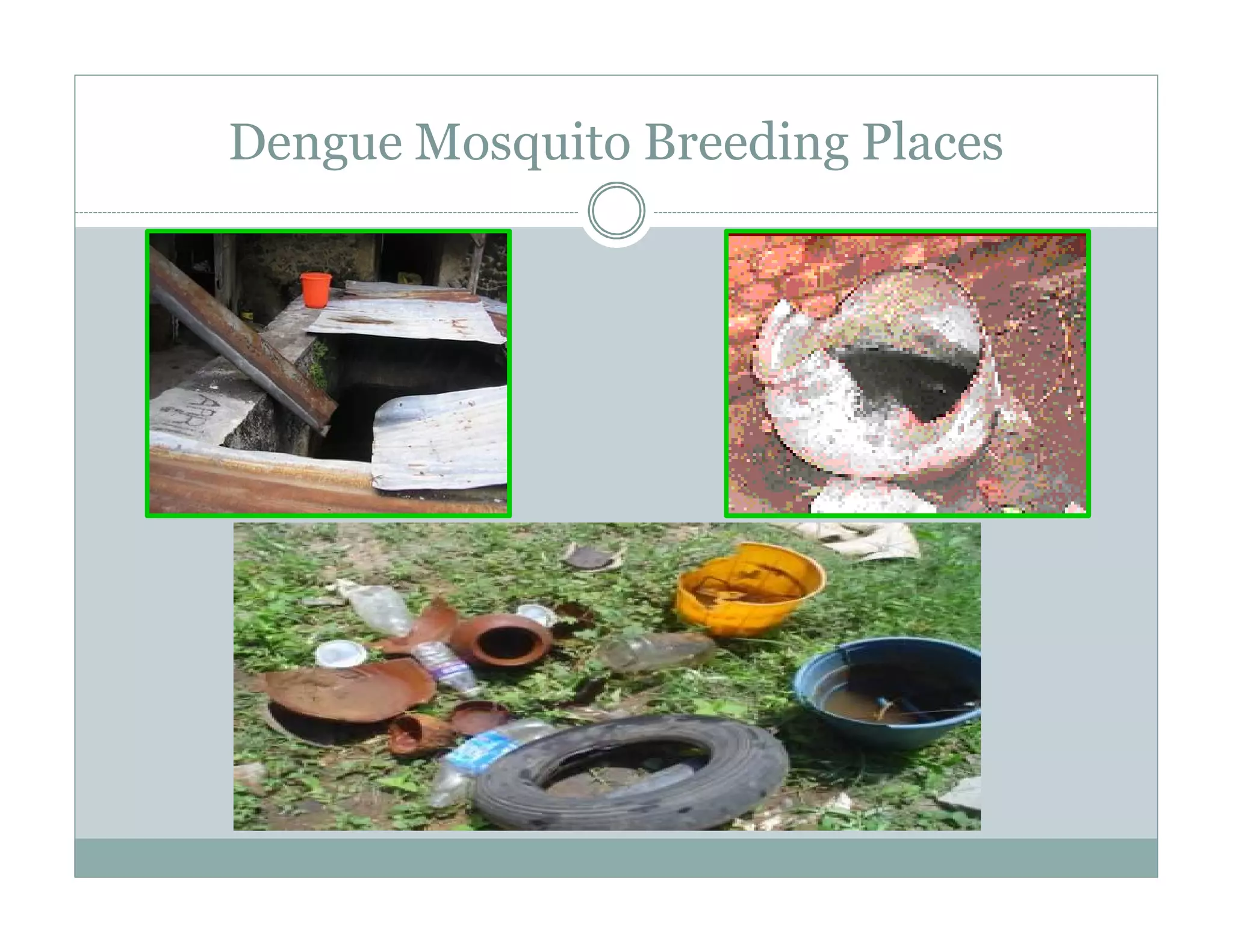 Dengue transmission cycle and Breeding places | PDF