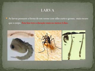  Aslarvaspossuem aforma deum verme comsifão curto egrosso, maisescuro
queocorpo. Estafasetemaduração maisoumenos5dias.
 