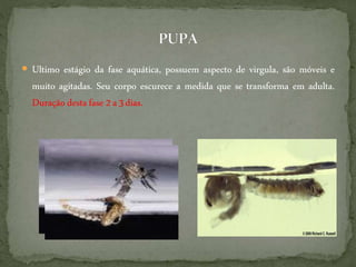  Ultimo estágio da fase aquática, possuem aspecto de virgula, são móveis e
muito agitadas. Seu corpo escurece a medida que se transforma em adulta.
Duração destafase 2a 3dias.
 