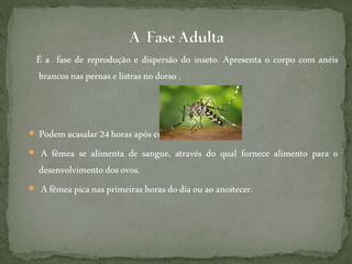 É a fase de reprodução e dispersão do inseto. Apresenta o corpo com anéis
brancos naspernase listrasnodorso .
 Podem acasalar24 horas apósemergirem.
 A fêmea se alimenta de sangue, através do qual fornece alimento para o
desenvolvimentodos ovos.
 Afêmea pica nasprimeirashoras do diaou ao anoitecer.
 