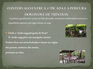 Apostura geralmenteocorre nofim datarde, emlocaissombreados(escuros) e
superfícies ásperascom águalimpaou suja.
 OndeoAedesaegyptigostadeficar?
OAedesaegyptiéummosquitocaseiro.
Prefere ficaremáreasfechadaseatacarnaregião
daspernas,embaixodasmesas,
próximoaochão.
 