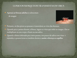  Apenasasfêmeasadultassealimentam
desangue.
 Portanto,sóelaspicamaspessoasetransmitemosvírusdasdoenças.
 Quandopicaapessoadoente,afêmea ingereosvírusqueestãonosangue.Elesse
multiplicamnoseucorpoeficamnasuasaliva.
 Quandoafêmeainfectadapicaoutrapessoa,umpoucodasalivacomvírus é
injetada,eapessoatorna-setambémdoenteeassimadoençaseespalha.
 