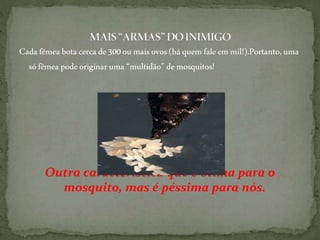 Cadafêmea botacercade300oumaisovos(háquemfaleemmil!).Portanto,uma
sófêmea podeoriginaruma “multidão”demosquitos!
Outra característica que é ótima para o
mosquito, mas é péssima para nós.
 