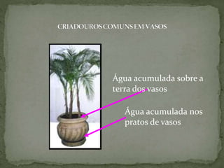 Água acumulada sobre a
terra dos vasos
Água acumulada nos
pratos de vasos
 