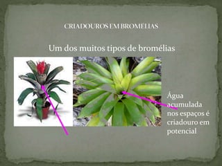 Água
acumulada
nos espaços é
criadouro em
potencial
Um dos muitos tipos de bromélias
 